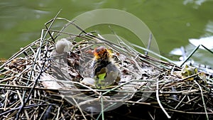 Coot chicken in nest, Voorstonden lake, Netherlands