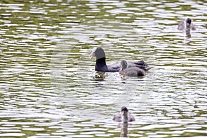 Coot Chicks in Feeding Frenzy at Pond