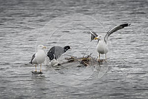 Coot defending her nest against the invaders