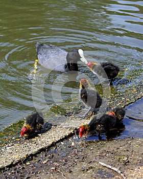 Coot Family