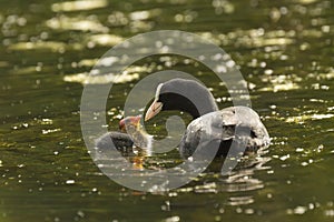 Coot feeding chick