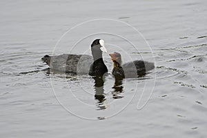 The Eurasian Coot Fulica atra, also known as Coot, is a member of the rail and crake bird family, the Rallidae. photo