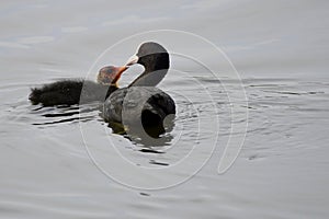 The Eurasian Coot Fulica atra, also known as Coot, is a member of the rail and crake bird family, the Rallidae. photo