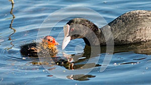 coot feeding chick on the lake in spring