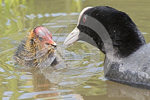 Coot feeding a dragonfly to a baby coot at Southampton Common