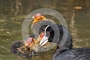 Coot feeding hatchlings