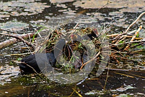 A coot feeding the offspring in the nest on the water during Spring time