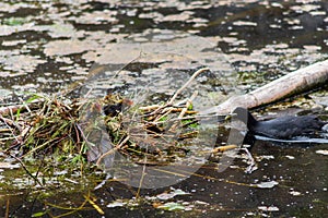 A coot feeding the offspring in the nest on the water during Spring time