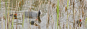 coot feeding it\'s chicks swimming in the lake - fulica atra