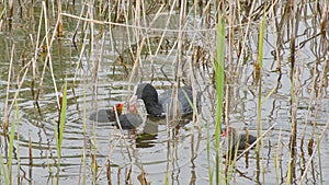 coot feeding it\'s chicks swimming in the lake - fulica atra