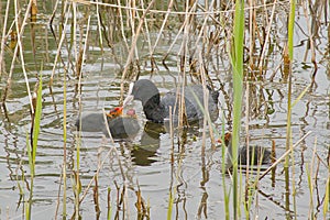 coot feeding it\'s chicks swimming in the lake - fulica atra