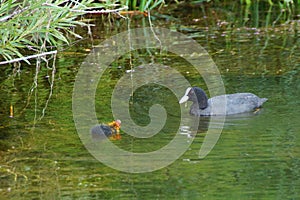 Coot feeding young