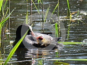 Coot feeding youngster