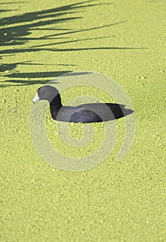 A Coot in the Florida Everglades.