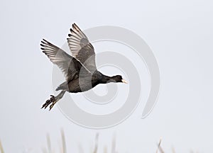 Coot Flying in morning