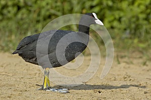 Coot - Fulica atra