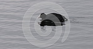 Coot (Fulica atra)