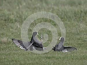 Coot, Fulica atra