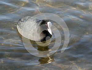 Coot fulica atra