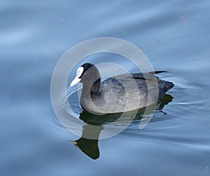 Coot fulica atra