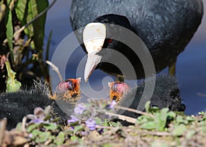Coot (Fulica atra), Adult with Two Chicks