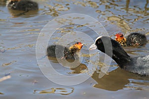 Coot (Fulica atra), Adult in the Water, with Two Chicks