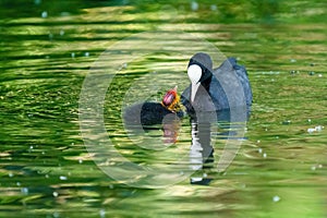 Coot (Fulica atra) chick looking expectantly up at it's parent, waiting to be fed, taken in London, UK