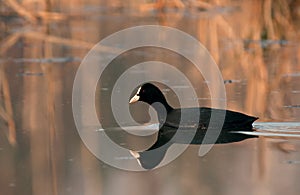 Coot (Fulica atra) at dawn, flows among the reeds on the pond, s photo