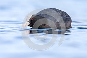 A Coot - (Fulica atra) on a lake in Spring, UK