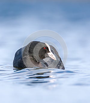A Coot - (Fulica atra) on a lake in Spring, UK