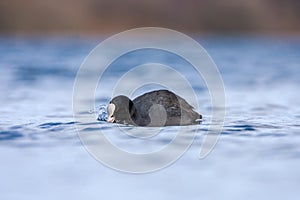 A Coot - (Fulica atra) on a lake in Spring, UK