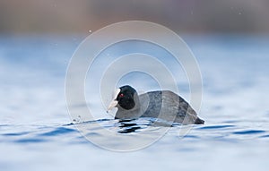 A Coot - (Fulica atra) on a lake in Spring, UK