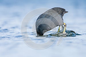 A Coot - (Fulica atra) on a lake in Spring, UK diving underwater