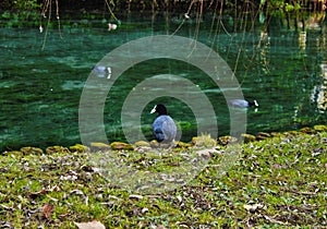 Coot Fulica atra is one of the aquatic species in the Veneto with hundreds of couples nesting.