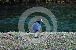 Coot Fulica atra is one of the aquatic species in the Veneto with hundreds of couples nesting.