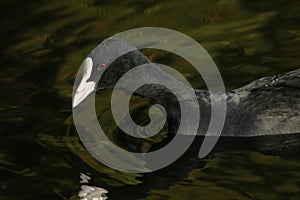 A Coot, Fulica atra, seaching for food on the water.