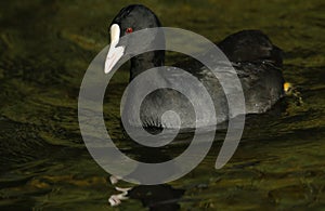 A Coot, Fulica atra, seaching for food on the water.