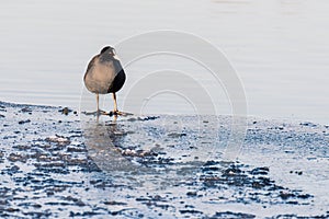 A coot fulica atra is standing on thin ice