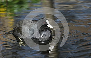 A Coot (Fulica atra) swimming on a pond.