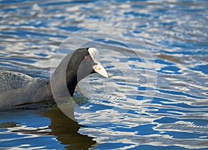 Coot Fulica atra swims photo