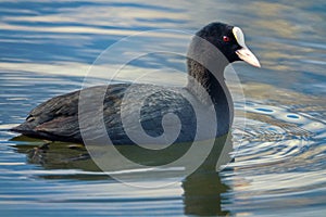 Coot Fulica atra swims photo