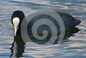 Coot Fulica atra swims photo