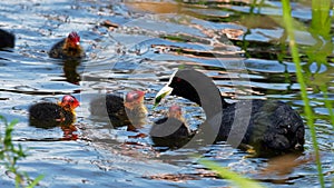 Coot - Fulica atra photo