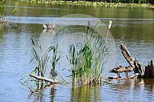 coot and geese sharing a dead tree, on different sides of the reed