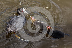 Coot with hatchlings