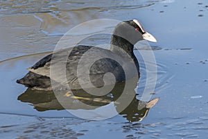 Coot in icy water