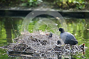 Coot and its babies in a nest