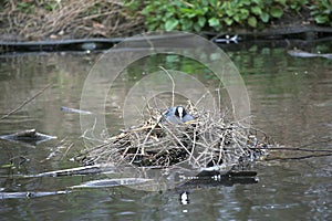 Coot on its nest