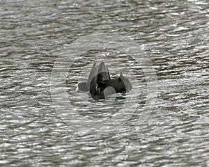 Coot in a lake