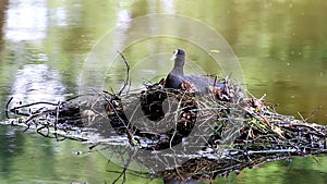 Coot leaving nest in Voorstonden lake, Holland